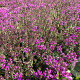 Thymus praecox 'Red Carpet' GM P9