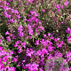Thymus praecox 'Red Carpet' GM P9