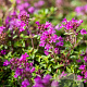 Thymus praecox 'Red Carpet' GM P9