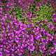 Thymus praecox 'Red Carpet' GM P9