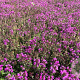 Thymus praecox 'Red Carpet' GM P9