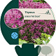 Thymus praecox 'Red Carpet' GM P9