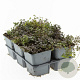 Thymus serpyllum GM P9
