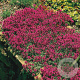 Thymus serpyllum GM P9