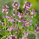 Thymus serpyllum GM P9