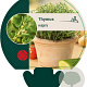 Thymus vulgaris GM P9