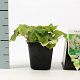 Tiarella cordifolia GM P9
