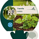Tiarella cordifolia GM P9
