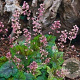 Tiarella cordifolia 'Rosalie' GM P9