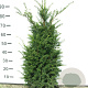 Taxus baccata 80-100 cm draadkluit