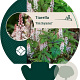Tiarella 'Pink Skyrocket' GM P9
