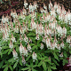 Tiarella 'Spring Symphony' GM P9