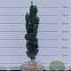 Taxus b. 'Fastigiata Robusta' 60-70 cm met kluit