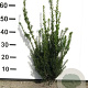 Taxus media 'Hillii' 40-50 cm met kluit