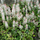 Tiarella 'Sugar and Spice' GM P9