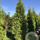Thuja occ. 'Brabant' 300-350 cm draadkluit
