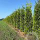 Thuja occ. 'Brabant' 300-350 cm draadkluit