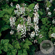 Tiarella wherryi GM P9
