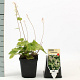 Tiarella wherryi GM P9