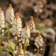 Tiarella wherryi GM P9