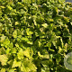 Tiarella wherryi GM P9