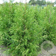 Thuja occ. 'Frieslandia' 225-250 cm draadkluit