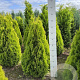 Thuja occ. Golden Smaragd 80-100 cm met kluit