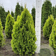 Thuja occ. Golden Smaragd 80-100 cm met kluit