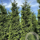 Thuja pl. 'Excelsa' 250-300 cm draadkluit