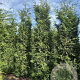 Thuja pl. 'Excelsa' 250-300 cm draadkluit