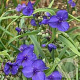 Tradescantia andersoniana GM P9