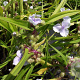 Tradescantia (A) 'J.C. Weguelin' GM P9