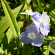 Tradescantia (A) 'J.C. Weguelin' GM P9