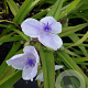 Tradescantia (A) 'J.C. Weguelin' GM P9