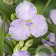 Tradescantia (A) 'J.C. Weguelin' GM P9