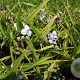 Tradescantia (A) 'J.C. Weguelin' GM P9