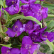 Tradescantia (A) 'Leonora' GM P9