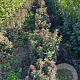 Viburnum tinus 50-60 cm met kluit