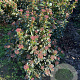 Viburnum tinus 50-60 cm met kluit
