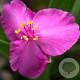 Tradescantia (A) 'Rubra' GM P9