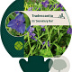 Tradescantia (A) 'Zwanenburg Blue' GM P9