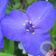 Tradescantia (A) 'Zwanenburg Blue' GM P9