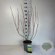 Cornus alba 'Aurea' 60-80 cm cont. 65L