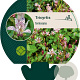 Tricyrtis formosana GM P9