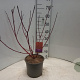 Cornus alba 'Sibirica' 60-80 cm 5,0L