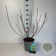 Cornus alba 'Sibirica Variegata' 50-60 cm 6,5L