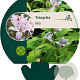 Tricyrtis hirta GM P9