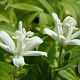 Tricyrtis hirta 'Alba' GM P9