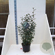 Elaeagnus ebbingei 60-80 cm 10L