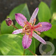 Tricyrtis latifolia Hototogisu' GM P9